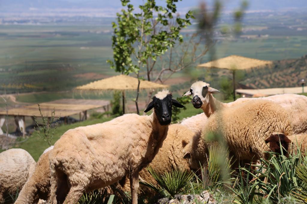 Dar El Mandar - Ferme & Table D'Hote Berbere Bhalil Exterior photo